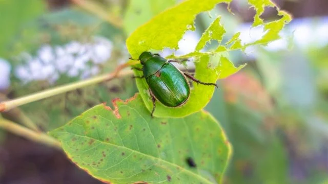 コガネムシ（黄金虫）幼虫の駆除方法｜鉢植えが急にしおれる原因と対策を紹介