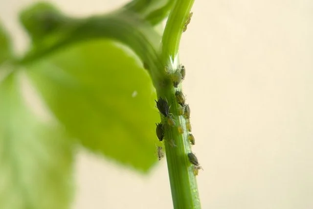 アブラムシ対策まとめ｜葉のベタつき・すす病・新芽の縮れを防ぐ方法