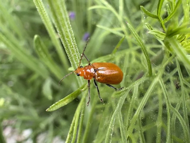 キュウリの葉を食べるオレンジ色の虫は？ウリハムシの見つけ方・予防策を紹介