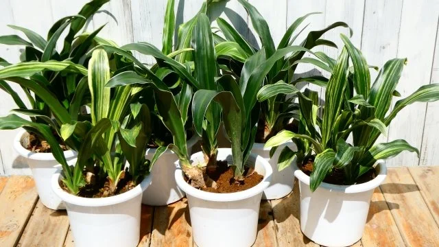 オモト（万年青）の育て方｜縁起のよい古典園芸植物の特徴・植え替え・管理方法を解説
