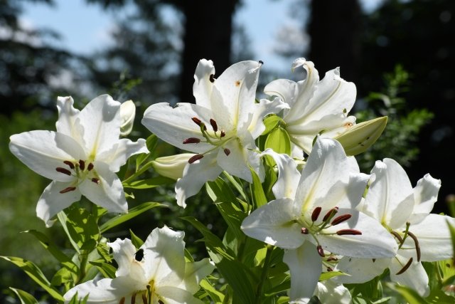 カサブランカの育て方｜純白の大輪花を咲かせる球根の植え付けと花後の管理