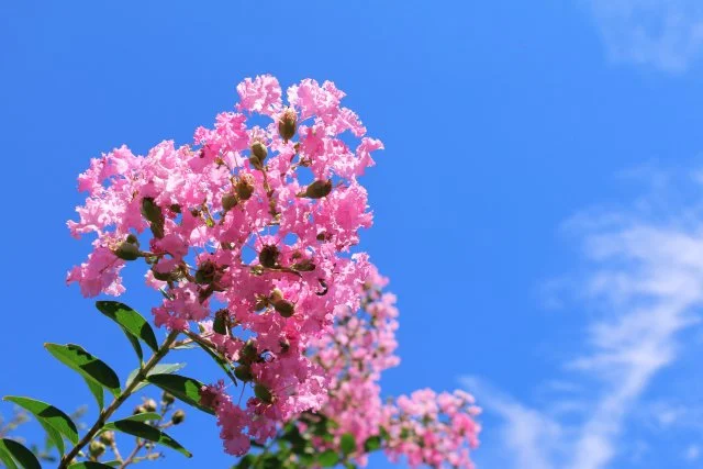 8月が開花時期の庭木5選｜真夏に咲くおすすめ花木