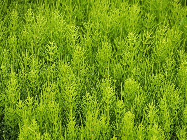 スギナ対策｜抜いても生える原因と地下茎まで効果的に除草する方法