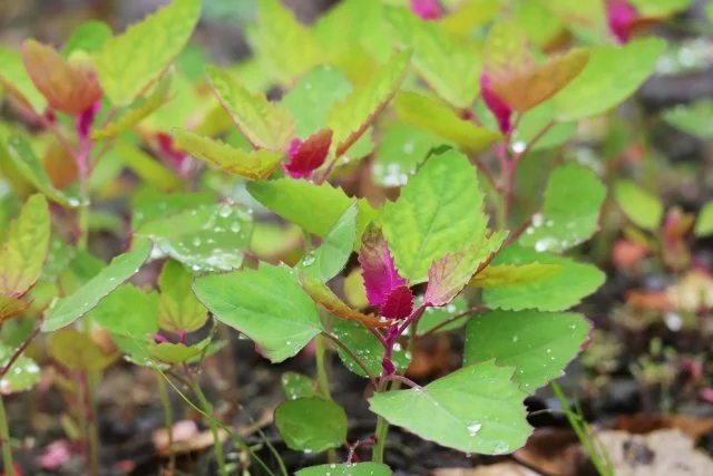 アカザ（藜）の雑草対策｜発生原因・除草剤・防草シートによる予防方法