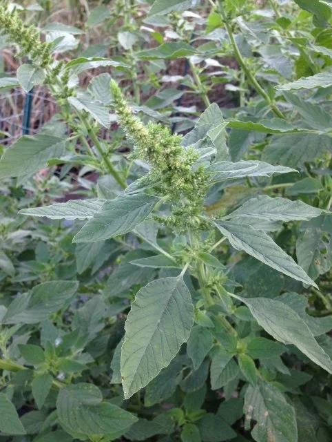 イヌビユ（犬莧）とは？特徴・見分け方・駆除方法・雑草対策を徹底解説