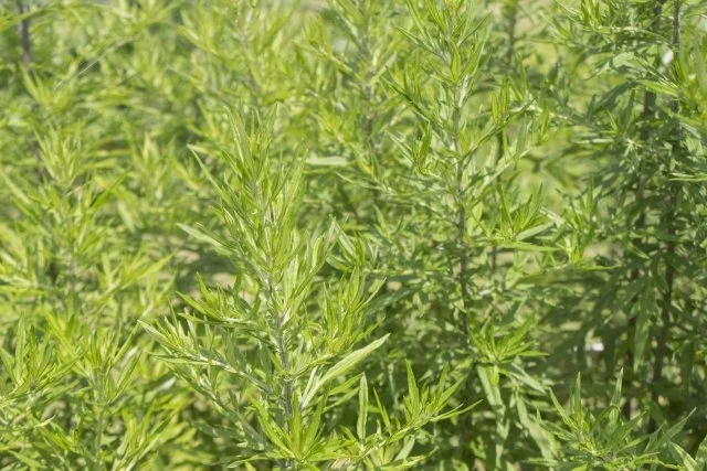 オオヨモギ（大蓬）とは？特徴やヨモギとの違い、利用方法、駆除方法を解説