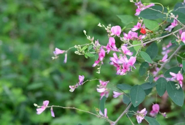9月が開花時期の庭木5選｜秋の始まりに咲くおすすめ花木