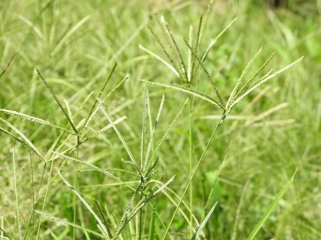 オヒシバとは？特徴やメヒシバとの違い、芝生・庭での駆除方法を解説