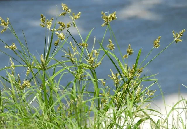 カヤツリグサとは？特徴や名前の由来、似た雑草との違い、駆除方法を解説