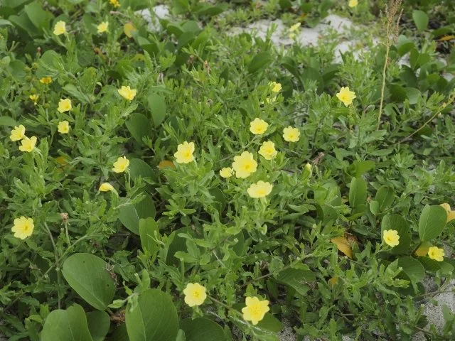コマツヨイグサとは？花や葉の特徴、マツヨイグサとの違い、駆除方法を解説