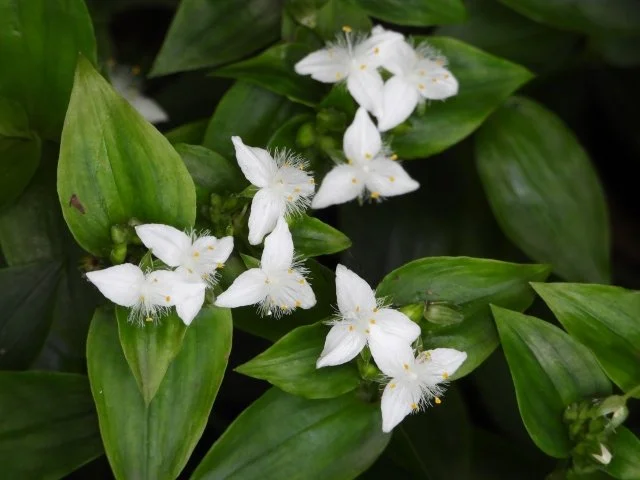 トキワツユクサ（常磐露草）とは？特徴・似た植物との違い・毒性・駆除方法
