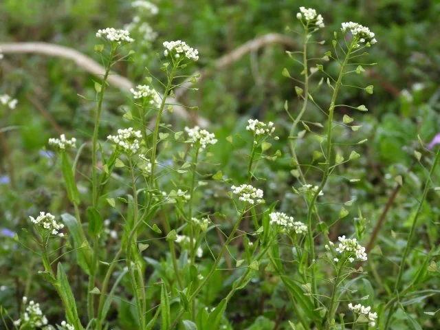 ナズナ（薺）とは？特徴・春の七草としての食べ方・育て方・駆除方法