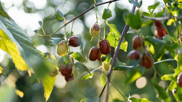 ナツメ（棗）の育て方｜特徴・剪定・実がならない原因・収穫まで解説