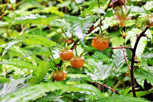 モミジイチゴ（紅葉苺）の育て方｜特徴・剪定・実がならない原因・収穫まで解説