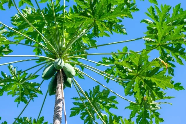 パパイヤの育て方｜植え付け・冬越し・青パパイヤと完熟果の収穫まで解説