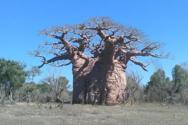 アダンソニア・ディギタータ（バオバブ）の育て方｜バオバブの幹を育てるコツ、水やり・冬越しを解説
