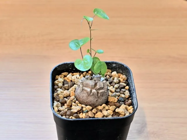 亀甲竜の育て方｜水やり・夏越し・植え替えと、塊根を育てるコツを解説