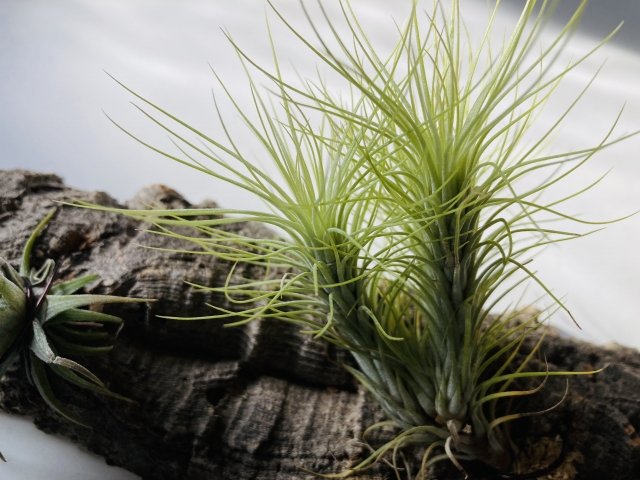 チランジア・フンキアナの育て方｜赤い花を咲かせる管理と群生株の増やし方