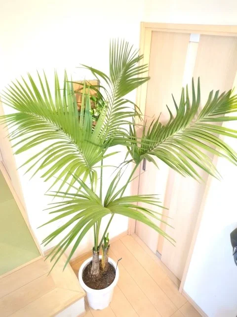 ケンチャヤシの育て方｜特徴や種類、水やり・植え替え・冬越しのコツ