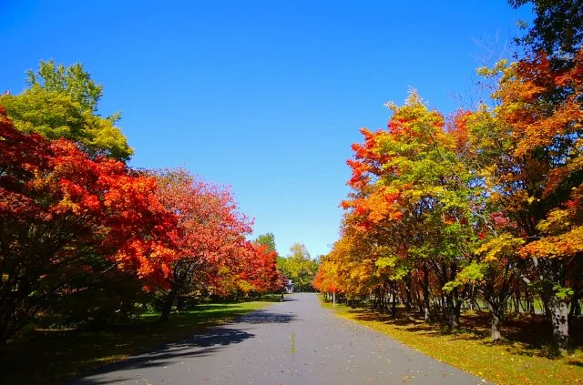 紅葉を楽しめる庭木5選｜秋に美しいおすすめ樹木