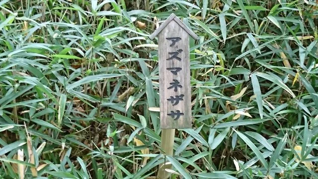 アズマネザサ（東根笹）の育て方｜特徴や品種、植え付け・剪定と地下茎の管理方法