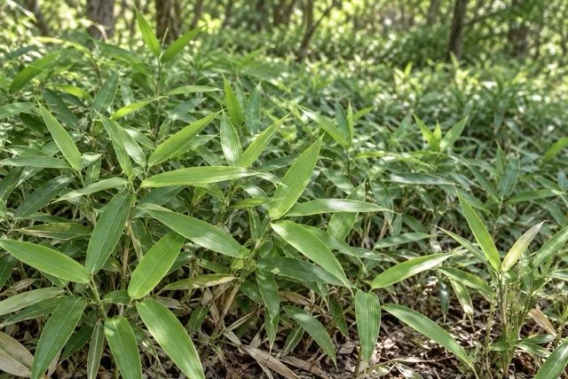 ミヤコザサ（都笹）の育て方｜特徴やクマザサとの違い、剪定・株分けと地下茎の管理