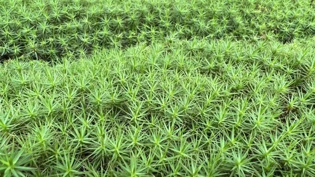 ウマスギゴケ（馬杉苔）の育て方｜特徴やスギゴケとの関係、水やり・植え付け・増やし方を解説