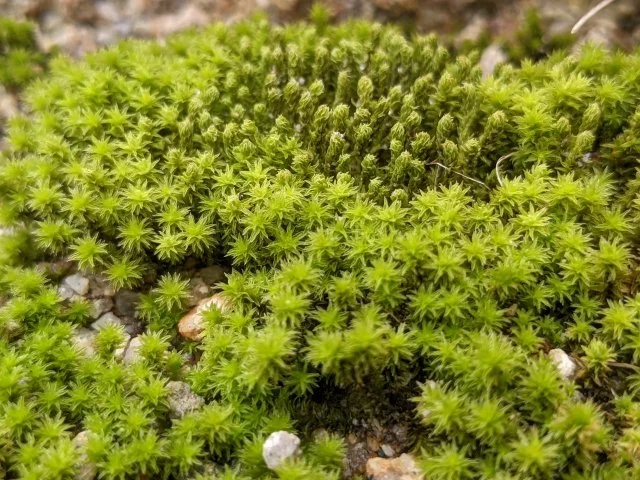 スナゴケ（砂苔）の育て方｜特徴や種類、水やり・増やし方と日当たりの管理方法