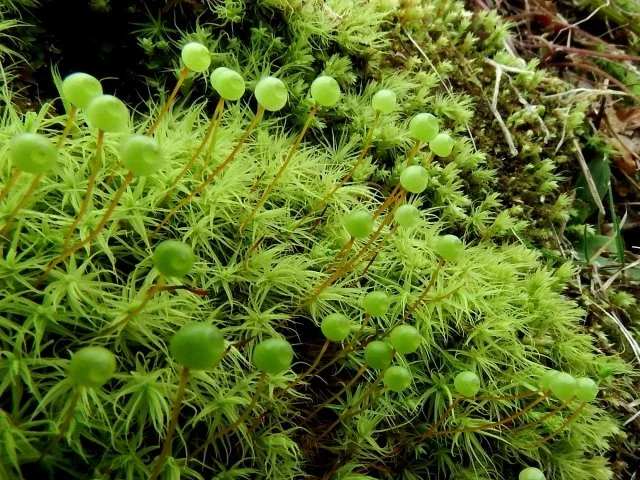 タマゴケ（玉苔）の育て方｜丸い蒴の特徴、水やり・増やし方と夏越しのコツ