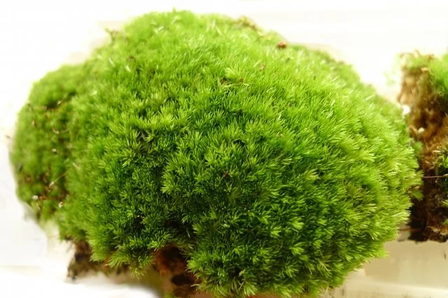 ホソバオキナゴケ（山苔）の育て方｜山苔の特徴や水やり、増やし方とテラリウムでの管理