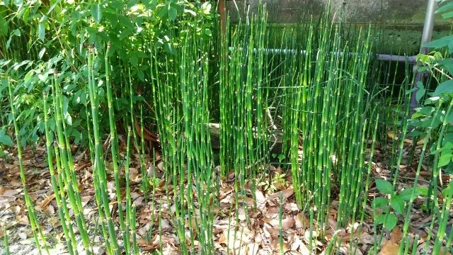 トクサ（木賊）の育て方｜特徴や水やり、株分けと増えすぎを防ぐ管理方法