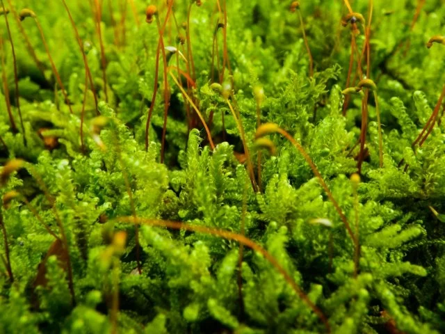 ハイゴケ（這蘚）の育て方｜特徴や水やり、増やし方と苔庭・テラリウムでの管理