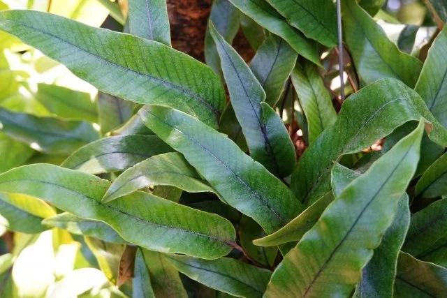 ヒトツバ（一葉）の育て方｜特徴や代表品種、水やり・植え替え・増やし方を解説