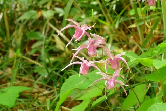 イカリソウ（碇草）の育て方｜特徴や品種、植え付け、株分け、花後のお手入れを解説