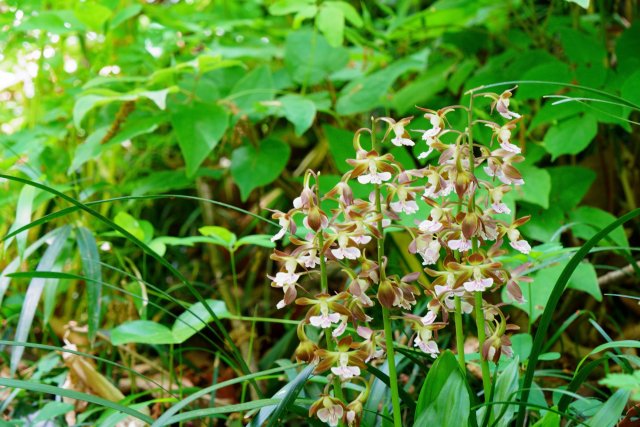 エビネ（海老根）の育て方｜特徴や種類、植え替え、株分け、花後のお手入れを解説