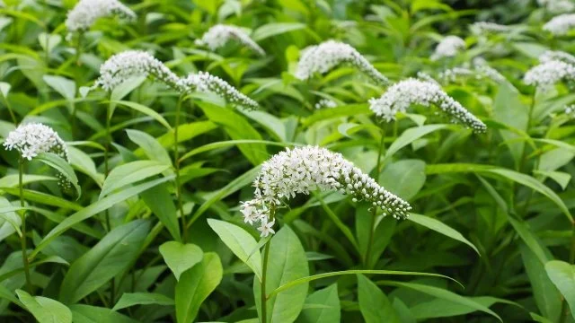 オカトラノオ（丘虎の尾）の育て方｜特徴や開花時期、植え付け、株分け、増えすぎを防ぐ管理を解説