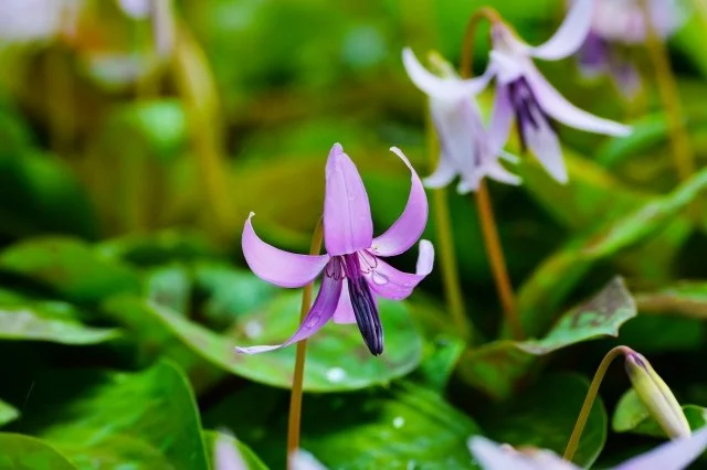 カタクリ（片栗）の育て方｜特徴や開花時期、植え付け、花後と夏の休眠管理を解説