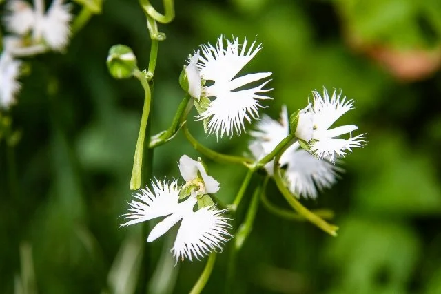 サギソウ（鷺草）の育て方｜特徴や代表品種、水やり、球根の植え替えと冬越しを解説