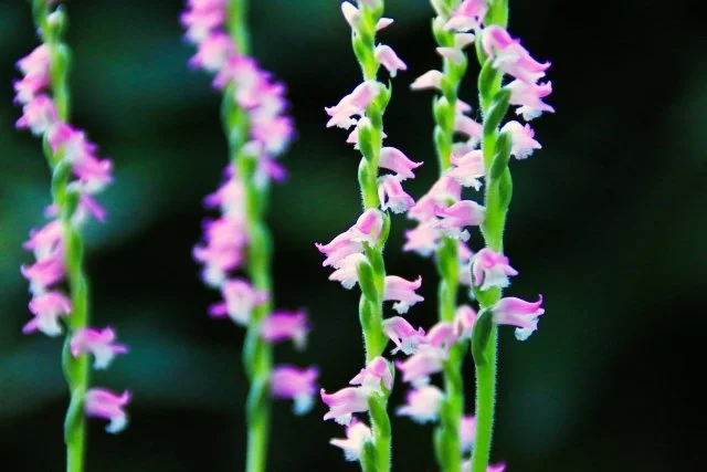 ネジバナ（捩花）の育て方｜特徴や種類、植え替え、増やし方、花後の管理を解説