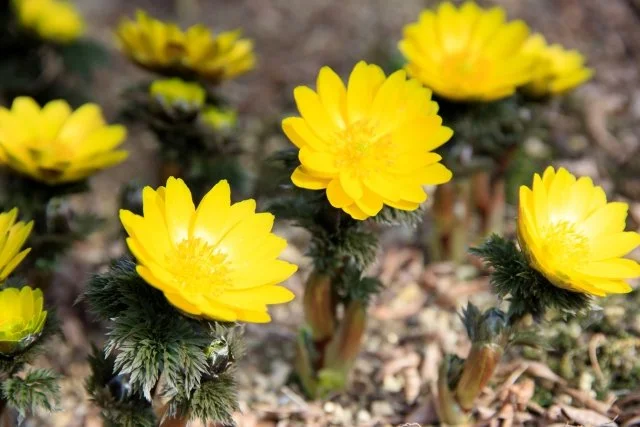 フクジュソウ（福寿草）の育て方｜特徴や代表品種、花後の手入れ、植え替えと夏越しを解説