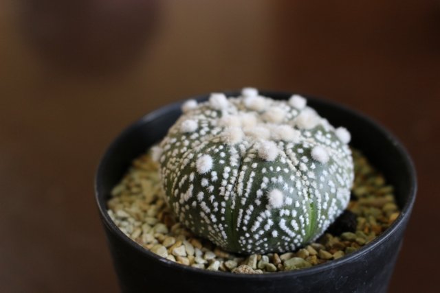 兜丸の育て方｜水やり・植え替え・冬越しと人気の品種を解説