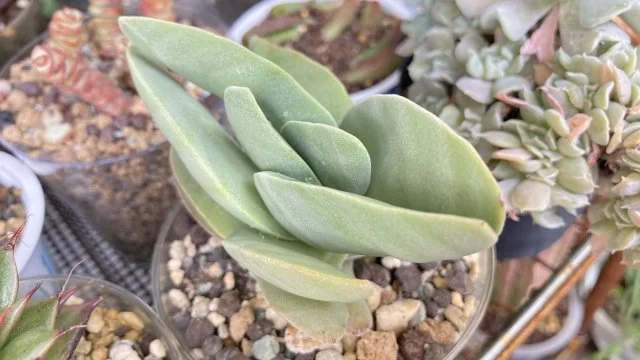 神刀の育て方｜刀のような葉と赤い花の特徴、水やりや増やし方を解説