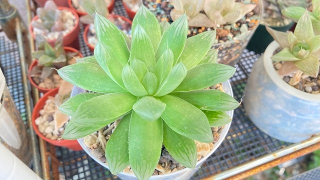 ハオルチア・クーペリーの育て方｜透明な葉の魅力と、水やり・株分けのコツ