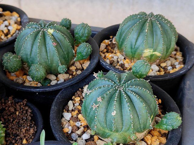 ユーフォルビア・オベサの育て方｜丸い姿を保つコツと、雌雄の見分け方・実生を解説