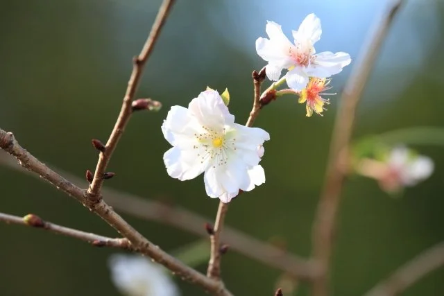 狂い咲きとは？季節外れに花が咲く原因と、植物への影響・対処法を解説