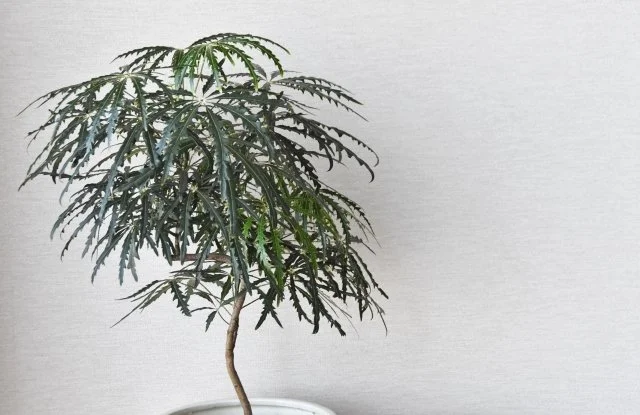 アラレアの育て方｜繊細な葉を楽しむ観葉植物の特徴と冬越し