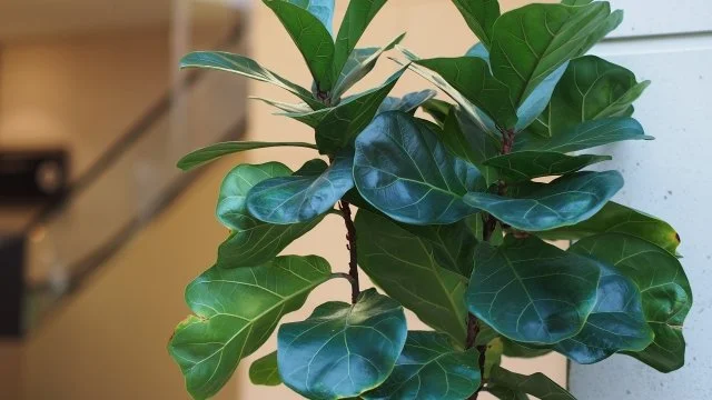 カシワバゴムノキ（柏葉ゴムの木）の育て方｜大きな葉を美しく保つ水やりと冬越しのコツ