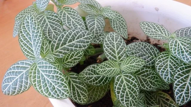 フィットニア（網目草）の育て方｜特徴や品種、水やり、増やし方、冬越しを解説