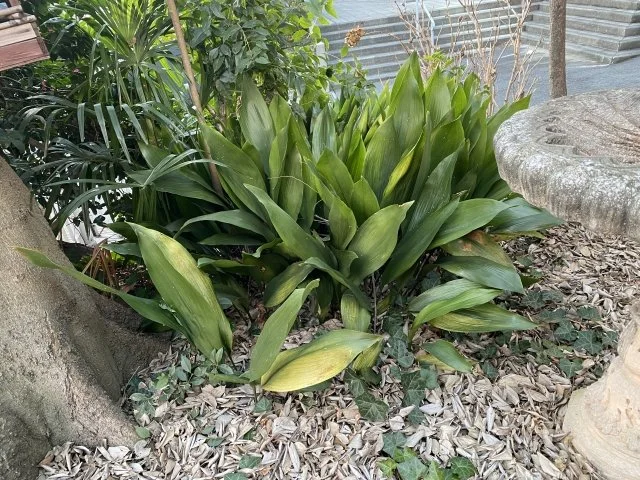 ハラン（葉蘭）の育て方｜特徴や品種、庭植え・鉢植えの管理、株分けを解説