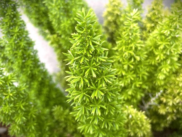 アスパラガス・デンシフロルスの育て方｜特徴や品種、水やり、植え替えを解説